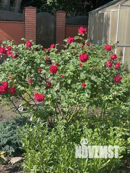 Дом 40м², 1-этажный, посуточно,