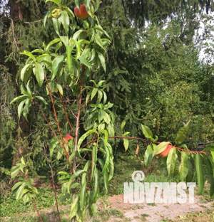 Дом 80м², 2-этажный, участок 8 сот.