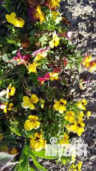 Дом 56м&sup2;, 2-этажный, участок 9 сот.  