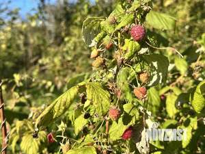 Дом 30м&sup2;, 1-этажный, участок 7 сот.  