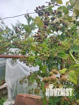 Дом 260м², 3-этажный, участок 8 сот.  