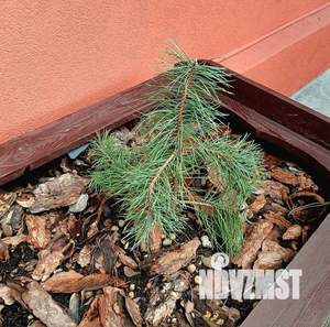 1-к квартира, посуточно, 11м2, 3/3 этаж