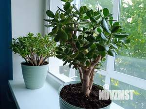 Студия квартира, посуточно, 31м2, 4/4 этаж