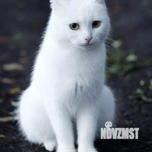 1-к квартира, на длительный срок, 32м2, 5/10 этаж