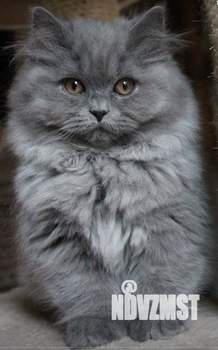 1-к квартира, на длительный срок, 32м2, 5/10 этаж