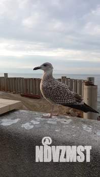 1-к квартира, посуточно, 45м2, 6/9 этаж