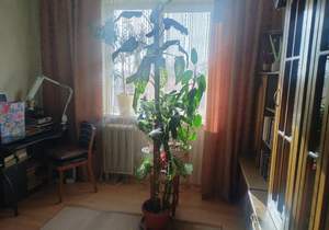 4-к квартира, вторичка, 65м2, 5/9 этаж